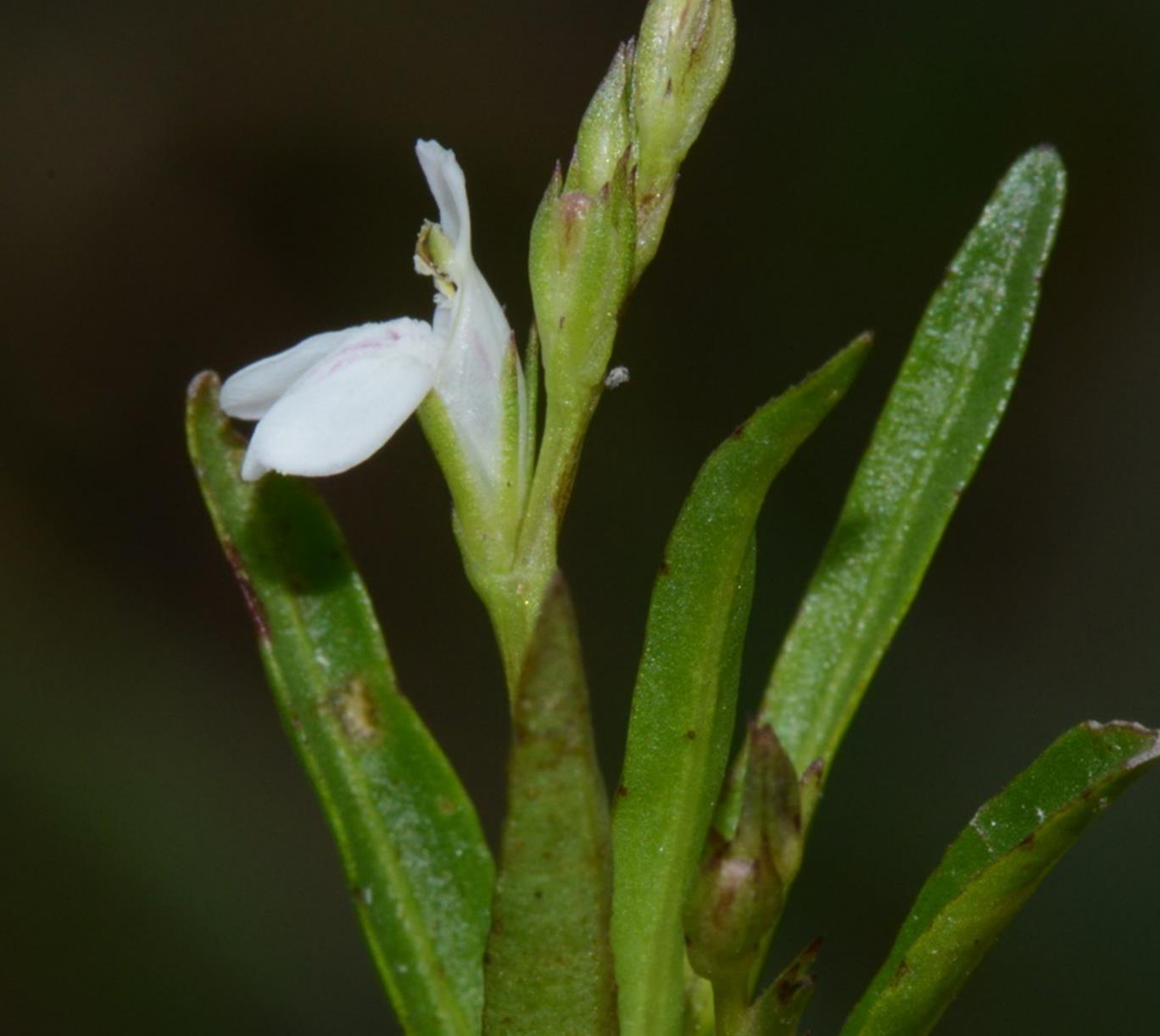 Justicia anselliana Justicia anselliana