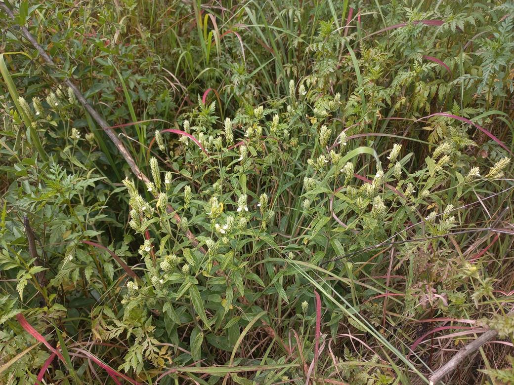 Pogonospermum scabridum Pogonospermum scabridum