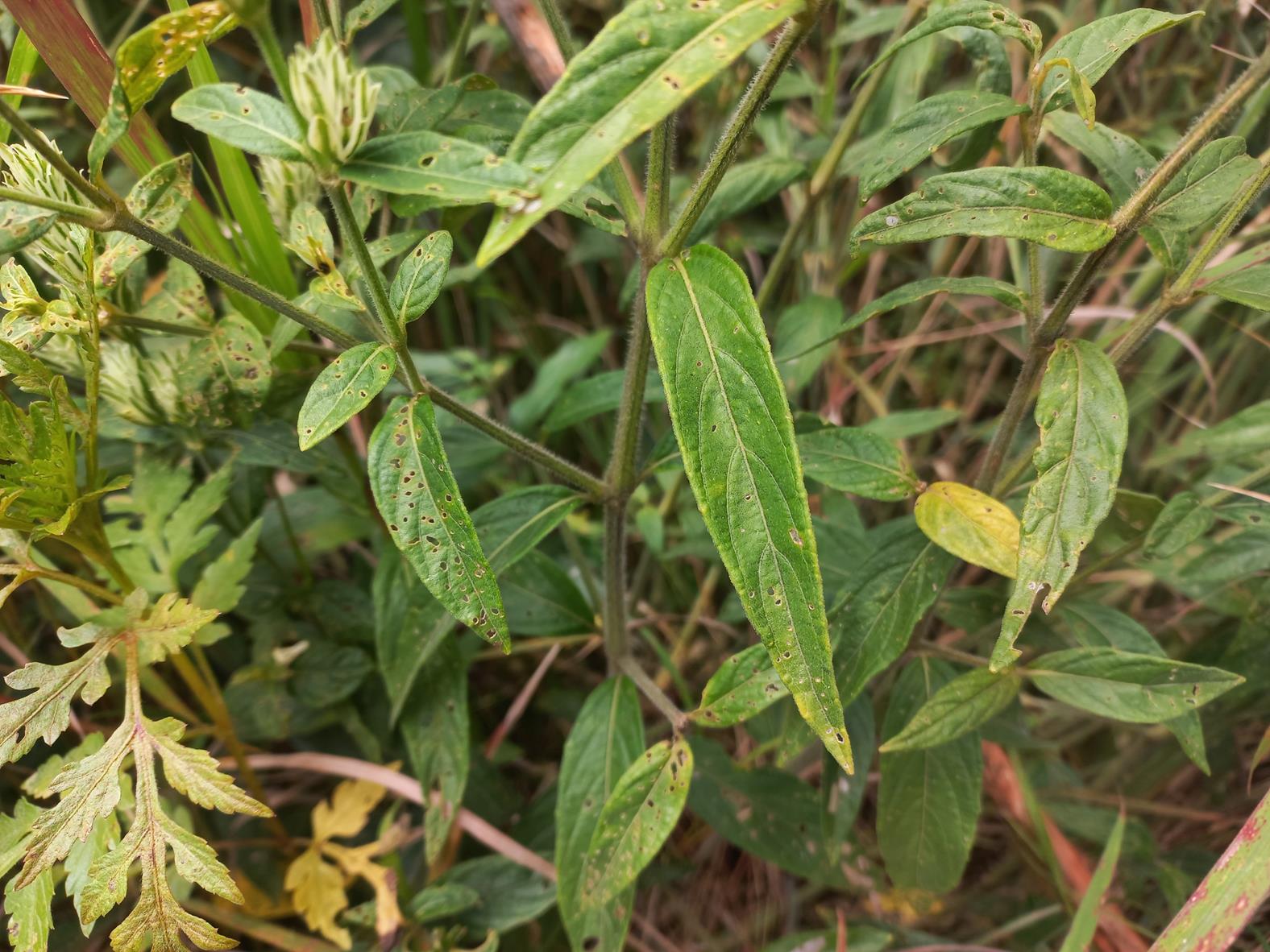 Pogonospermum scabridum