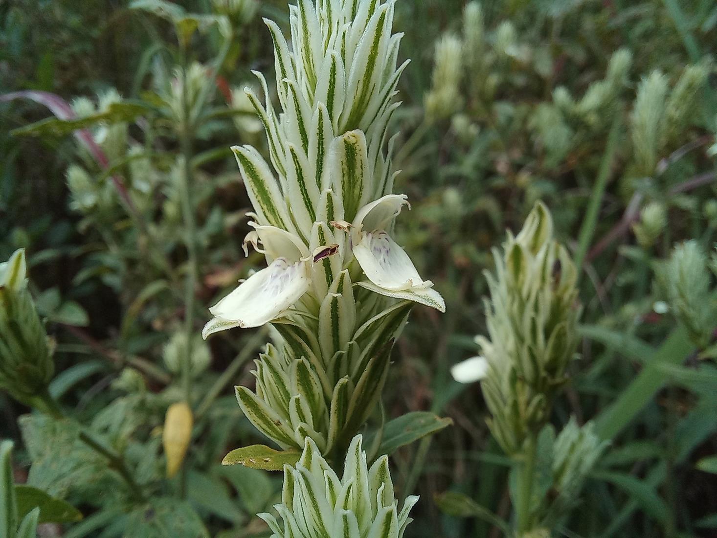 Pogonospermum scabridum