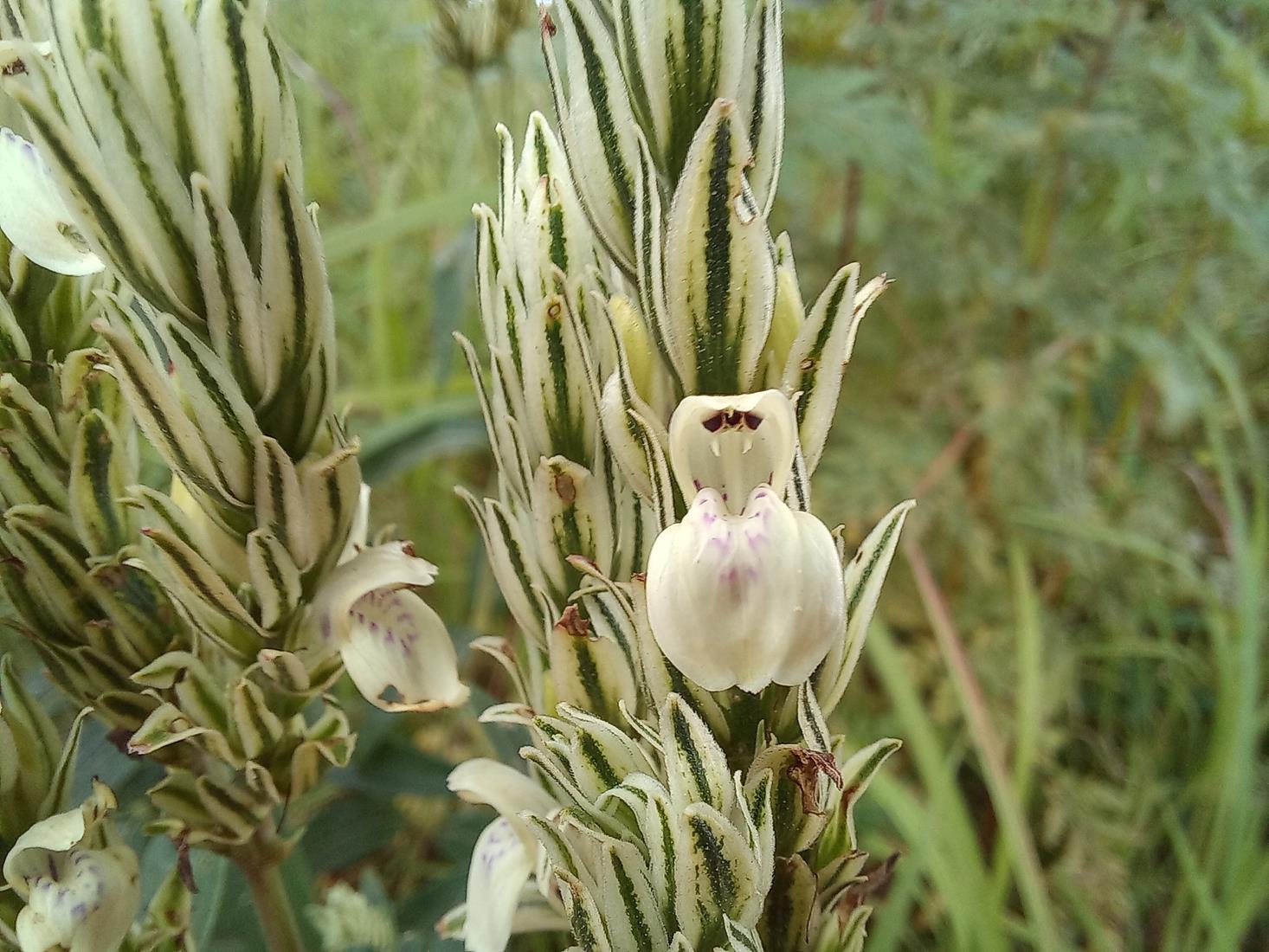 Pogonospermum scabridum