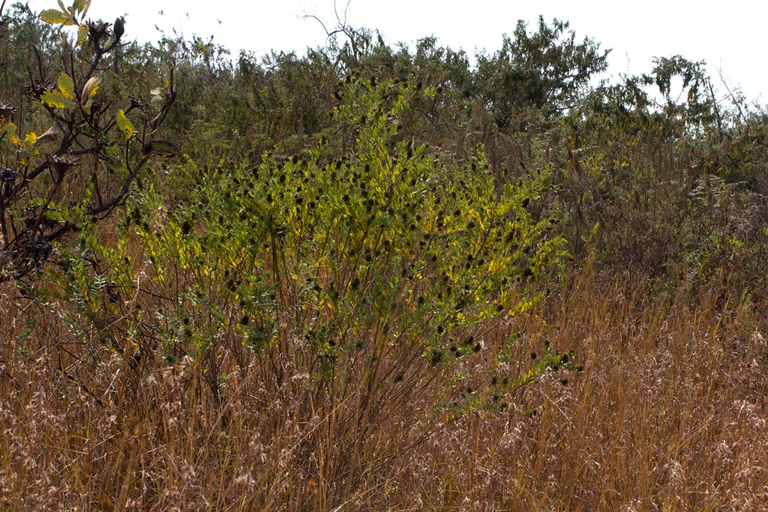 Otholobium foliosum subsp. foliosum