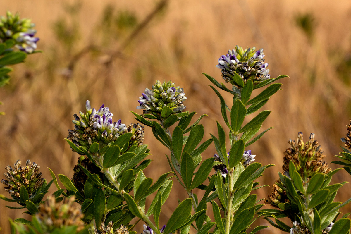 Otholobium foliosum subsp. foliosum
