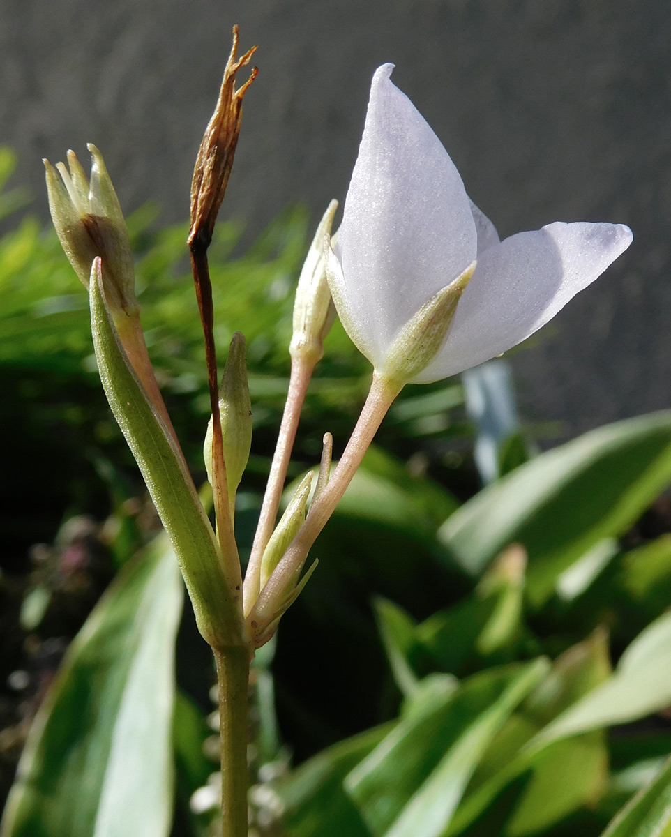 Anthericopsis sepalosa