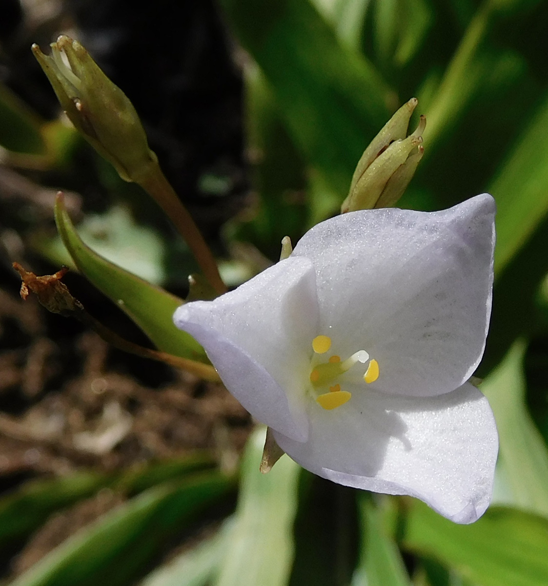 Anthericopsis sepalosa
