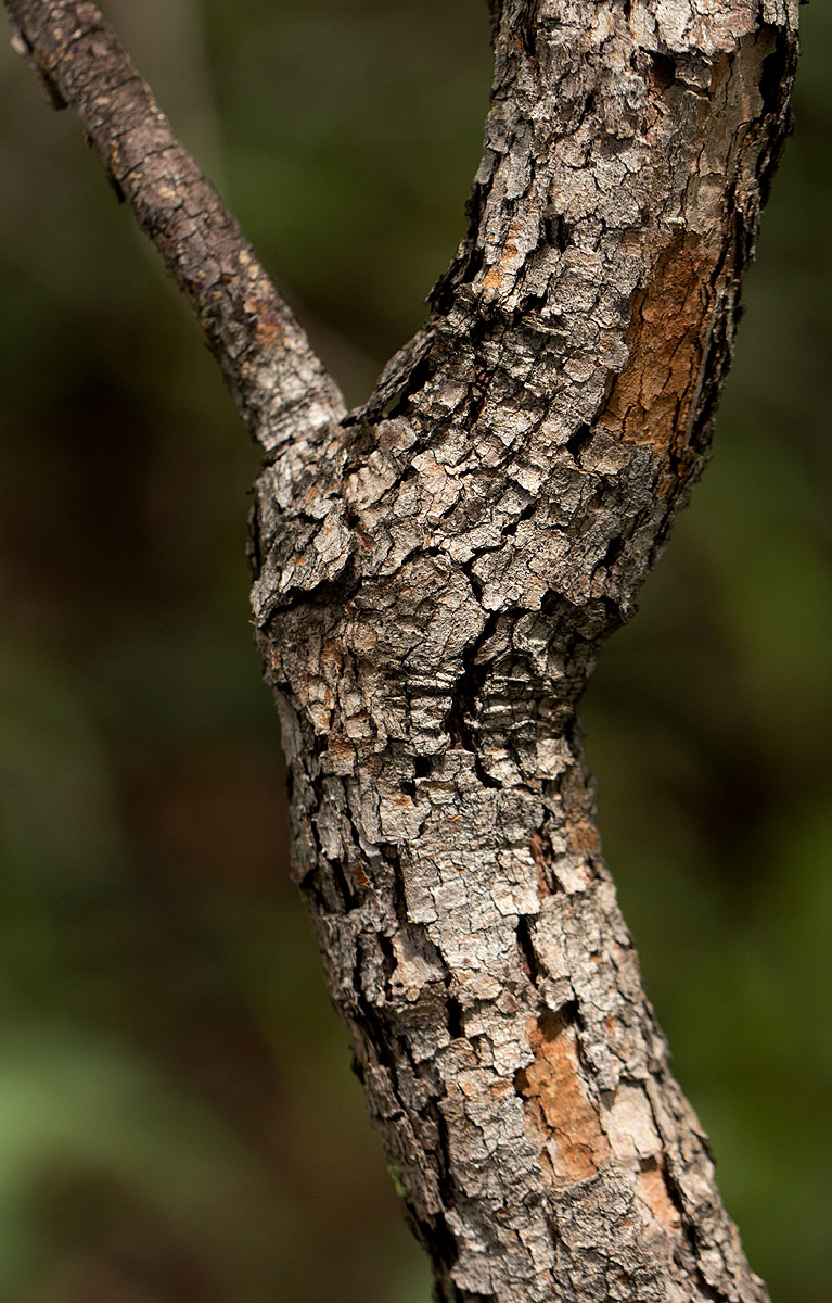 Combretum psidioides