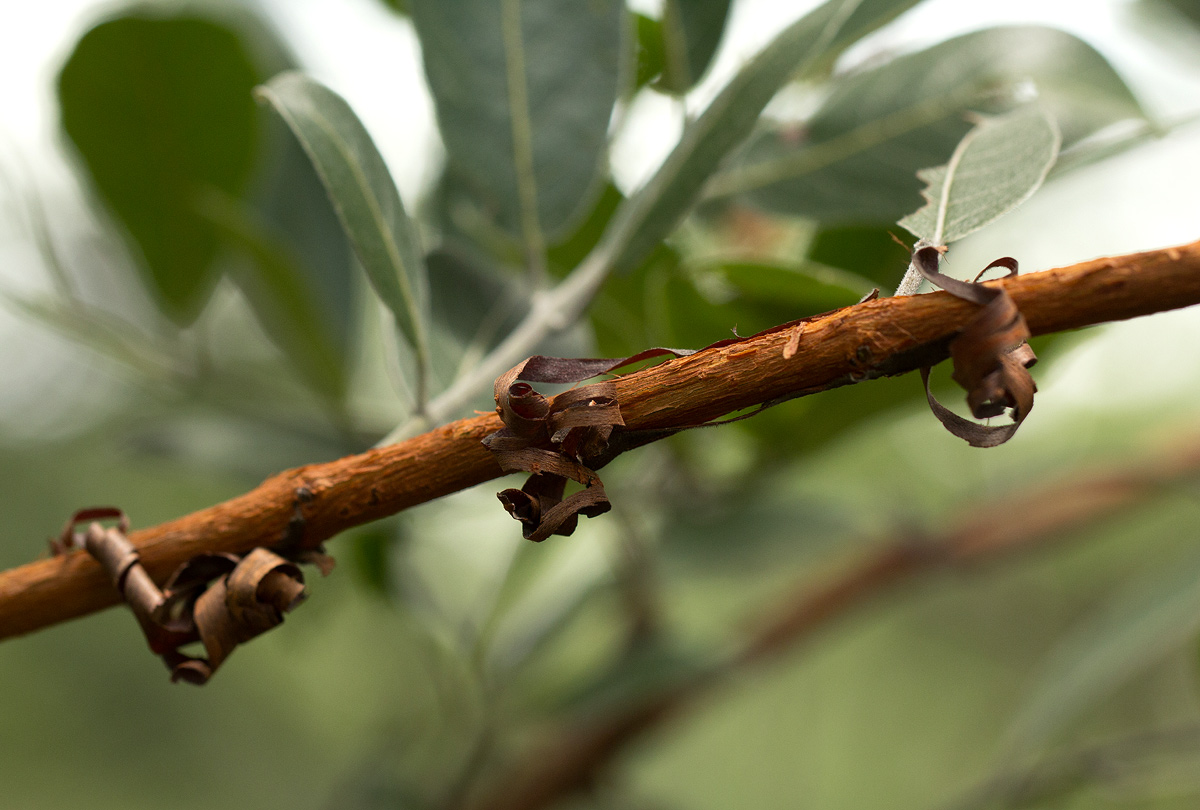 Combretum psidioides