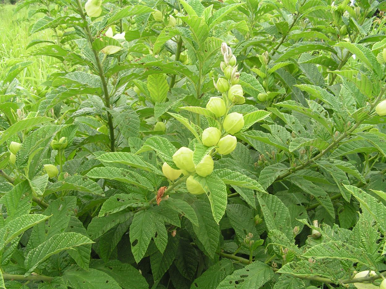 Ipomoea prismatosyphon var. prismatosyphon