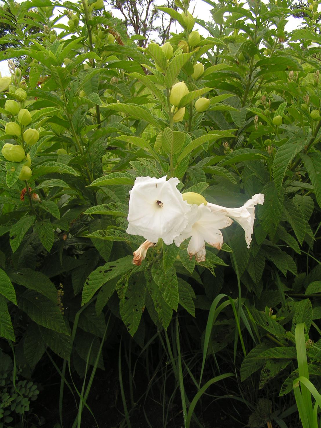 Ipomoea prismatosyphon var. prismatosyphon