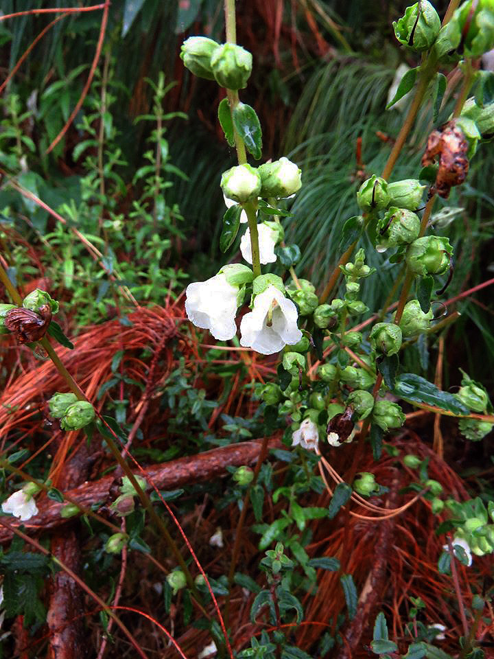 Hedbergia abyssinica