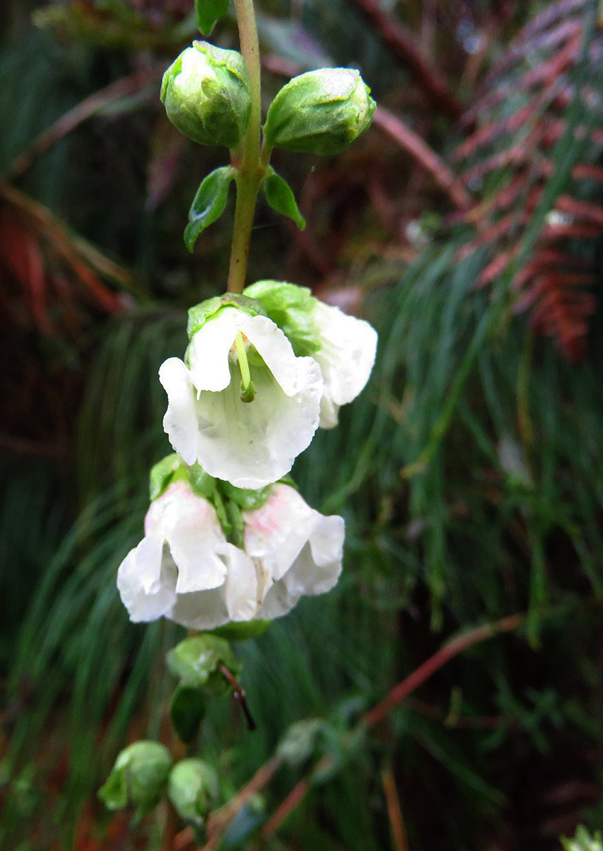 Hedbergia abyssinica