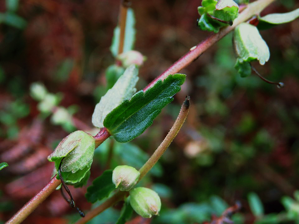 Hedbergia abyssinica