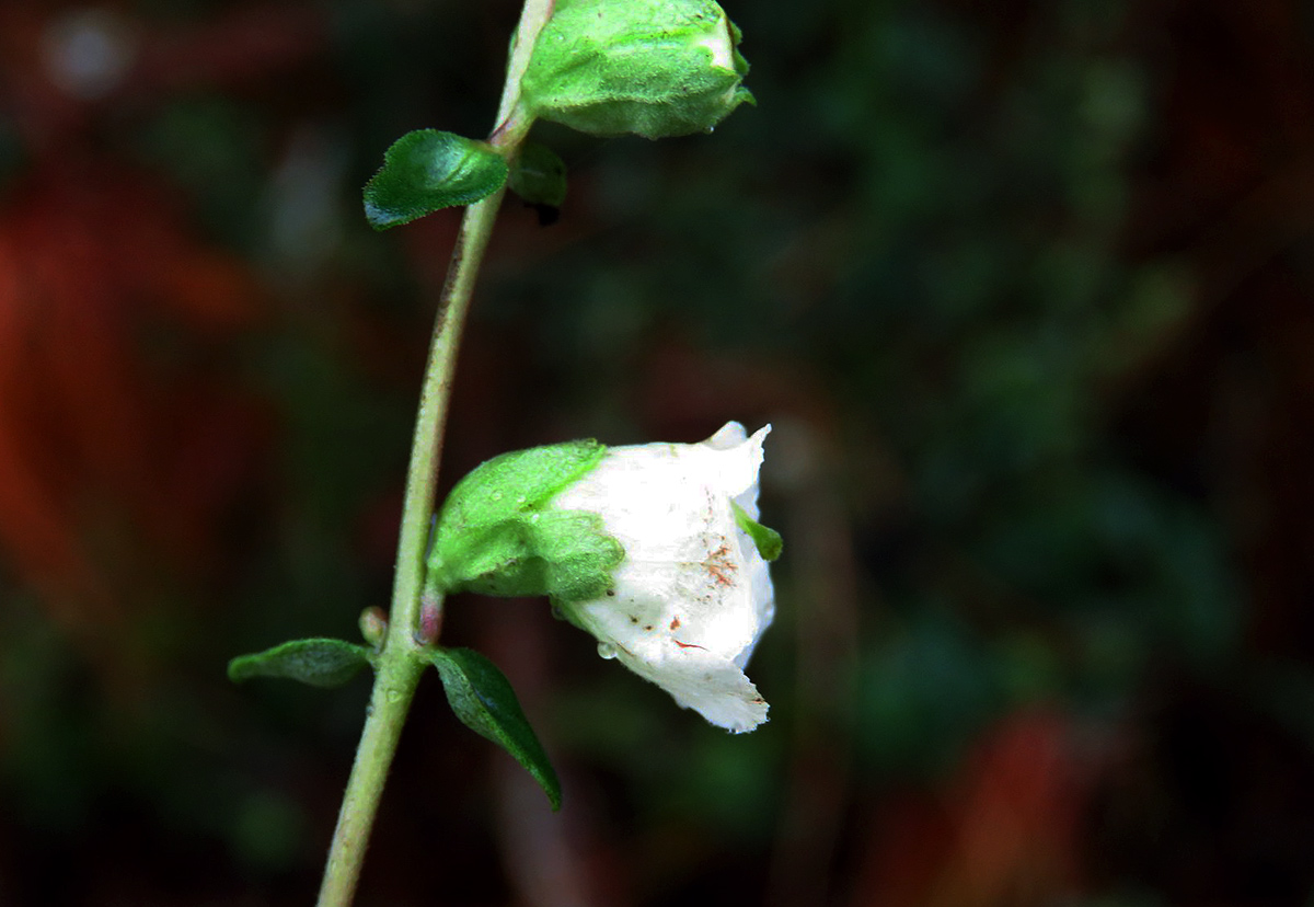 Hedbergia abyssinica