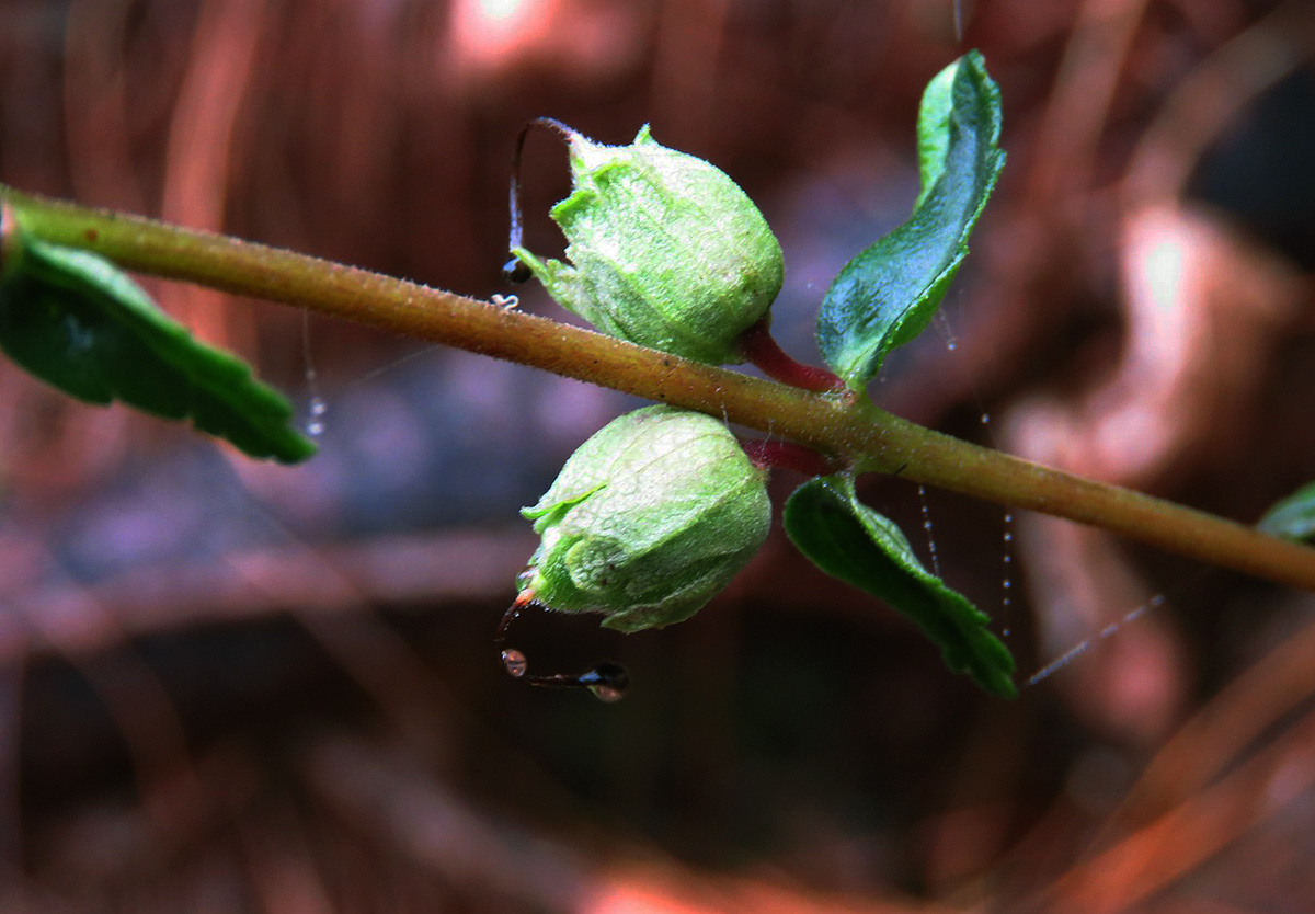 Hedbergia abyssinica