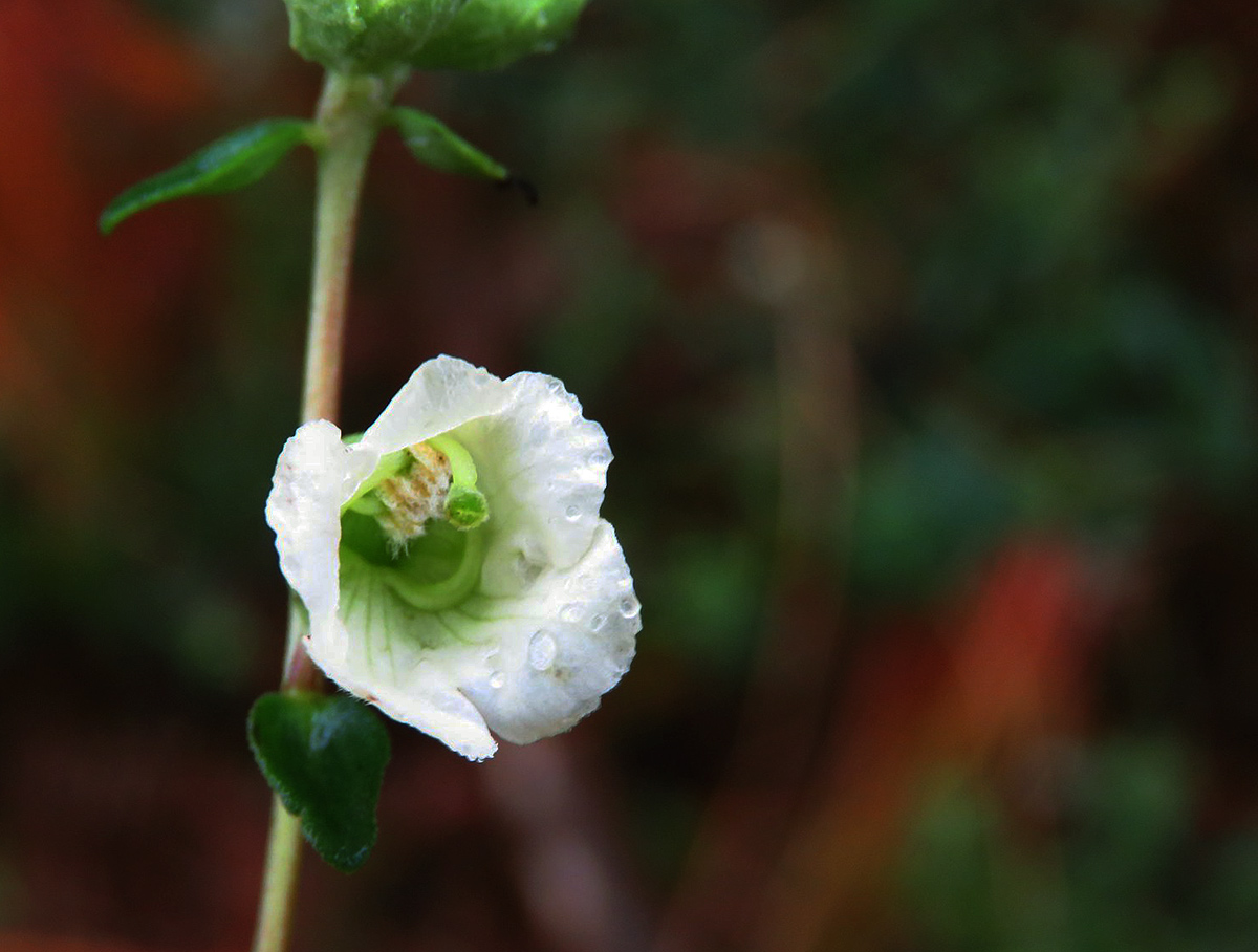 Hedbergia abyssinica