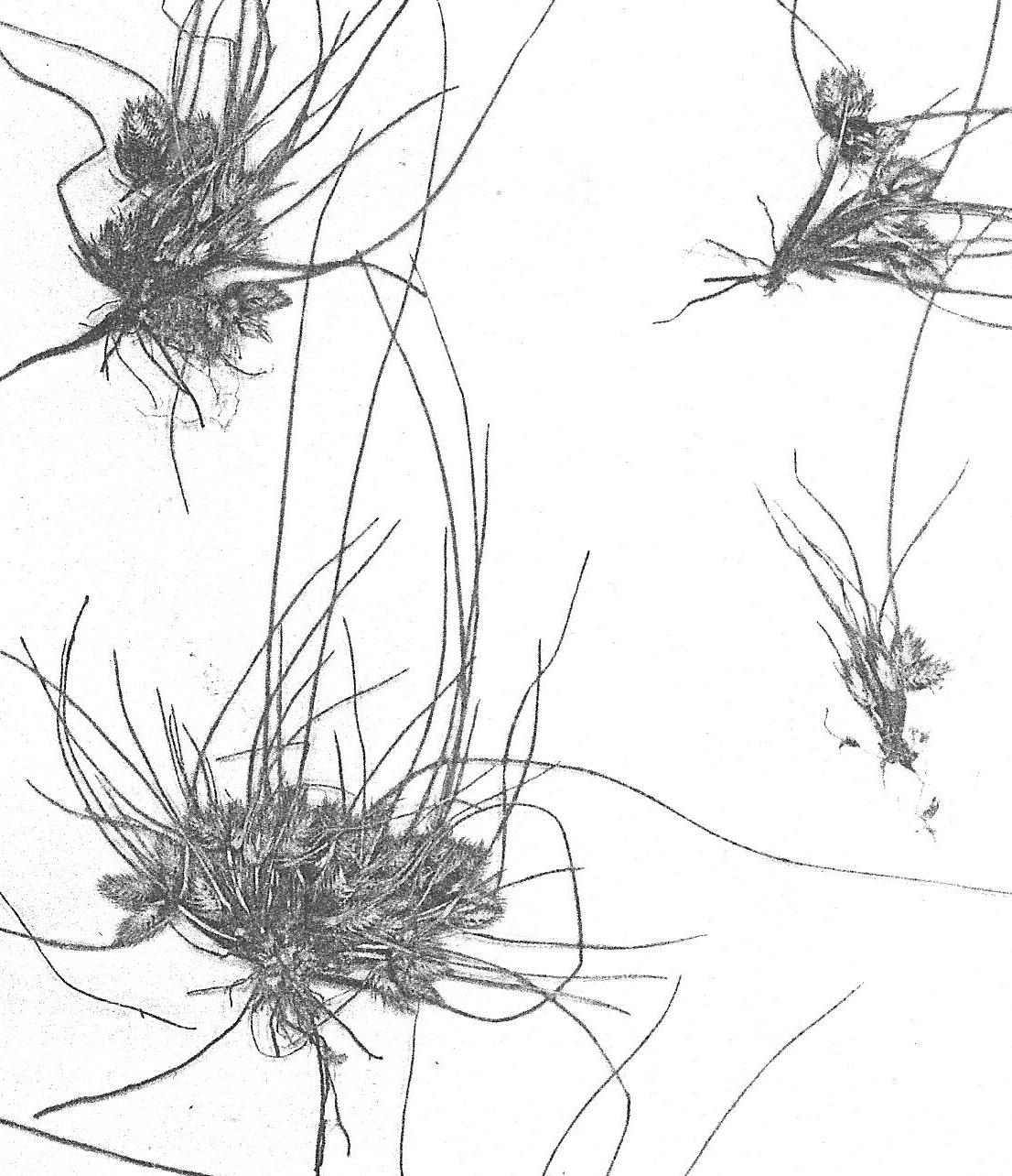 Volkiella disticha Volkiella disticha