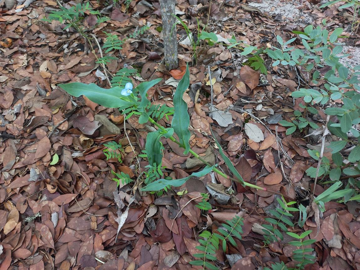 Commelina sphaerorrhizoma Commelina sphaerorrhizoma