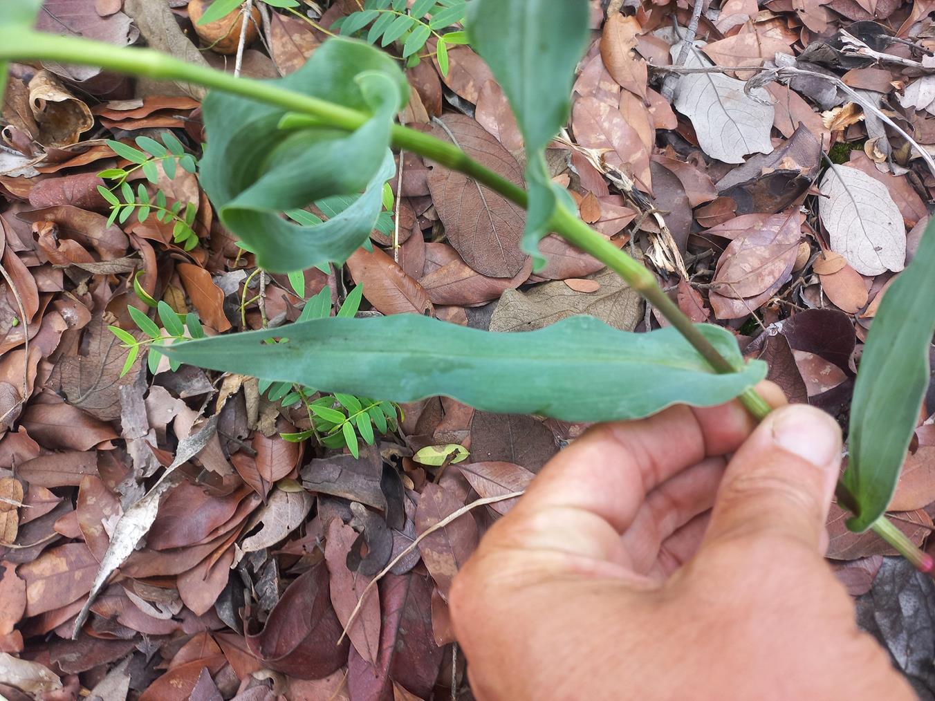 Commelina sphaerorrhizoma