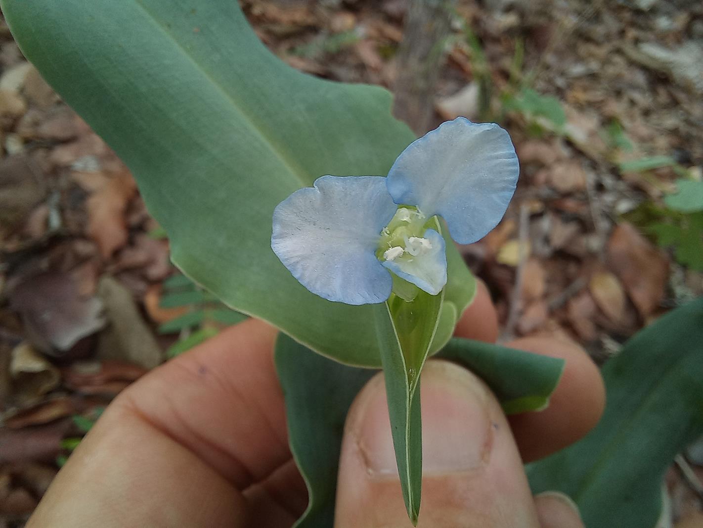 Commelina sphaerorrhizoma