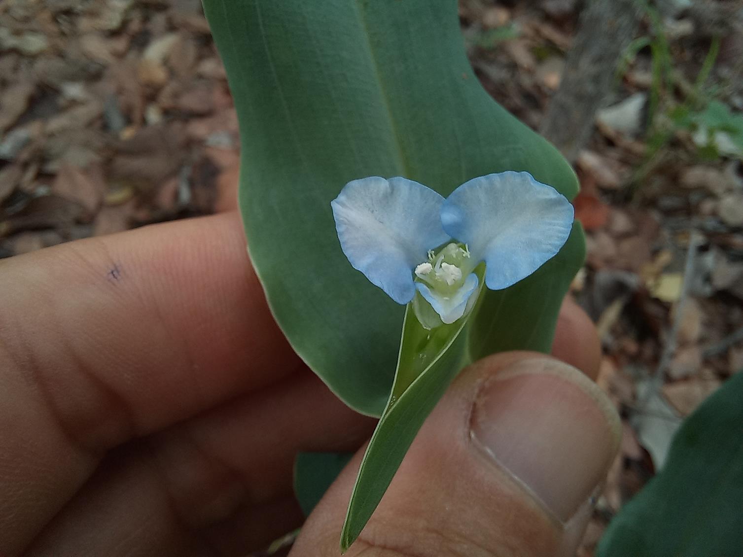Commelina sphaerorrhizoma Commelina sphaerorrhizoma