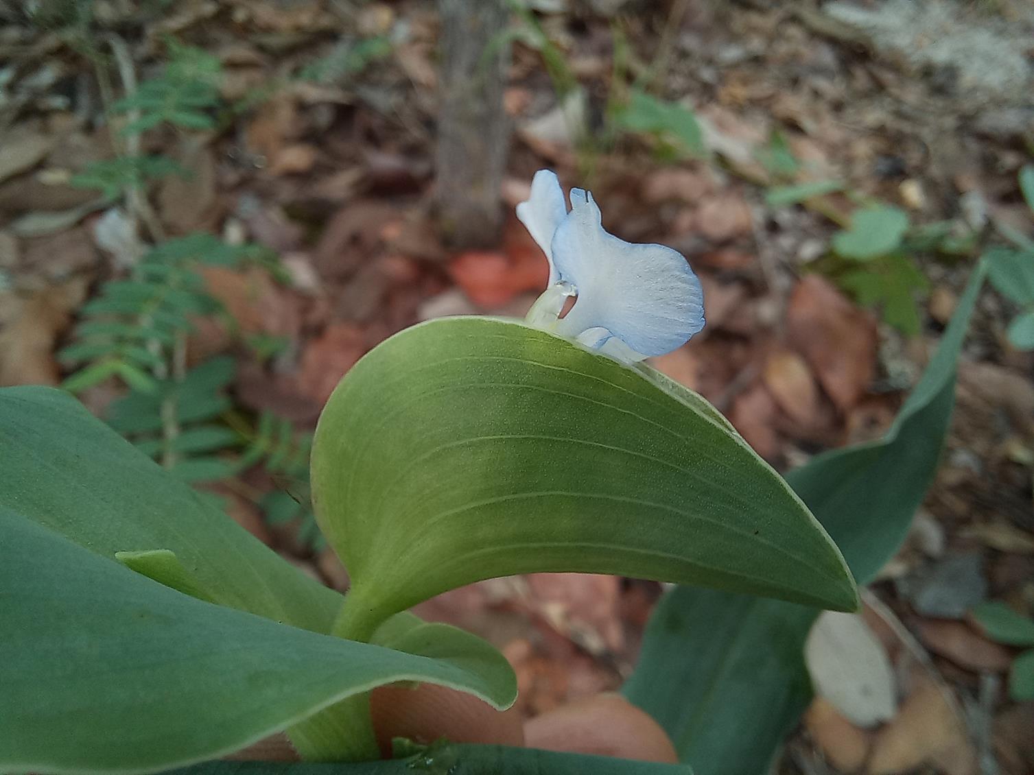 Commelina sphaerorrhizoma Commelina sphaerorrhizoma