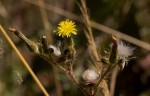 Sonchus bipontini