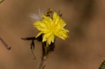 Sonchus bipontini
