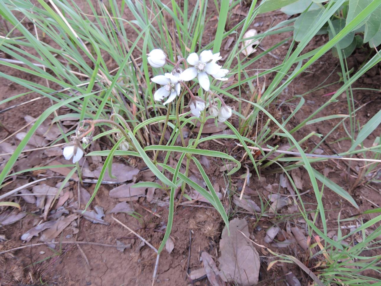 Asclepias ameliae