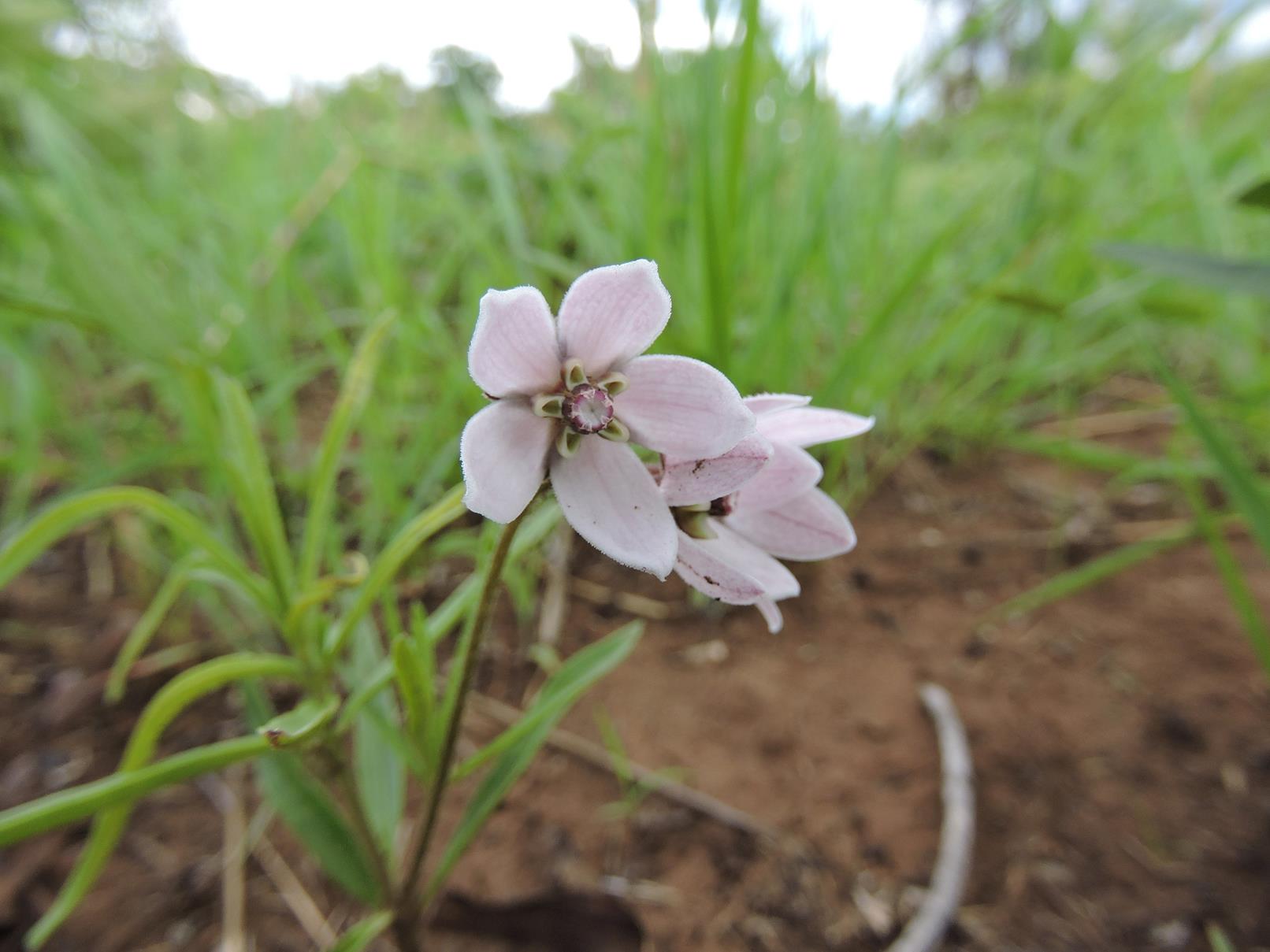 Asclepias ameliae Asclepias ameliae