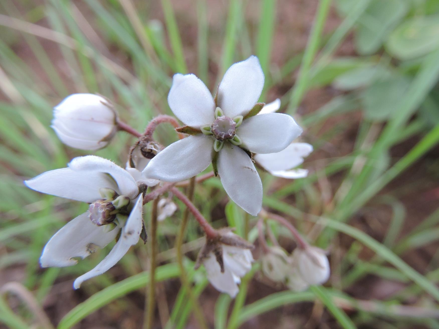 Asclepias ameliae