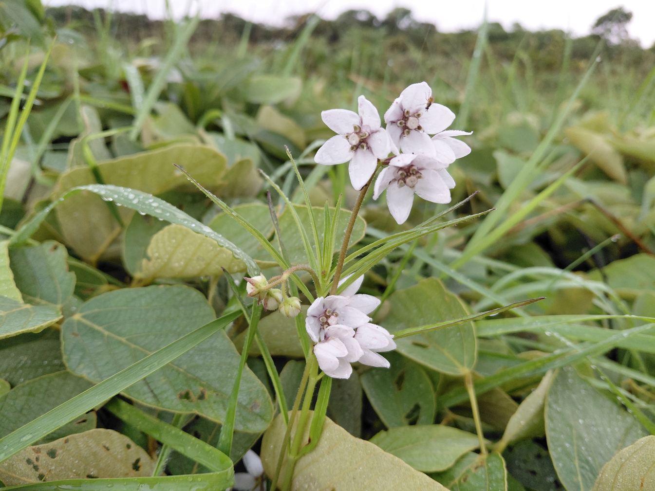 Asclepias foliosa