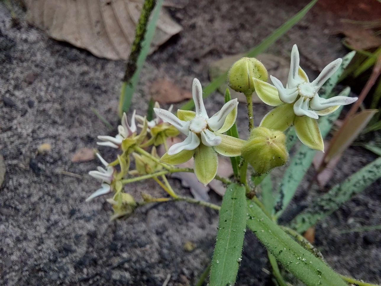 Asclepias grandirandii