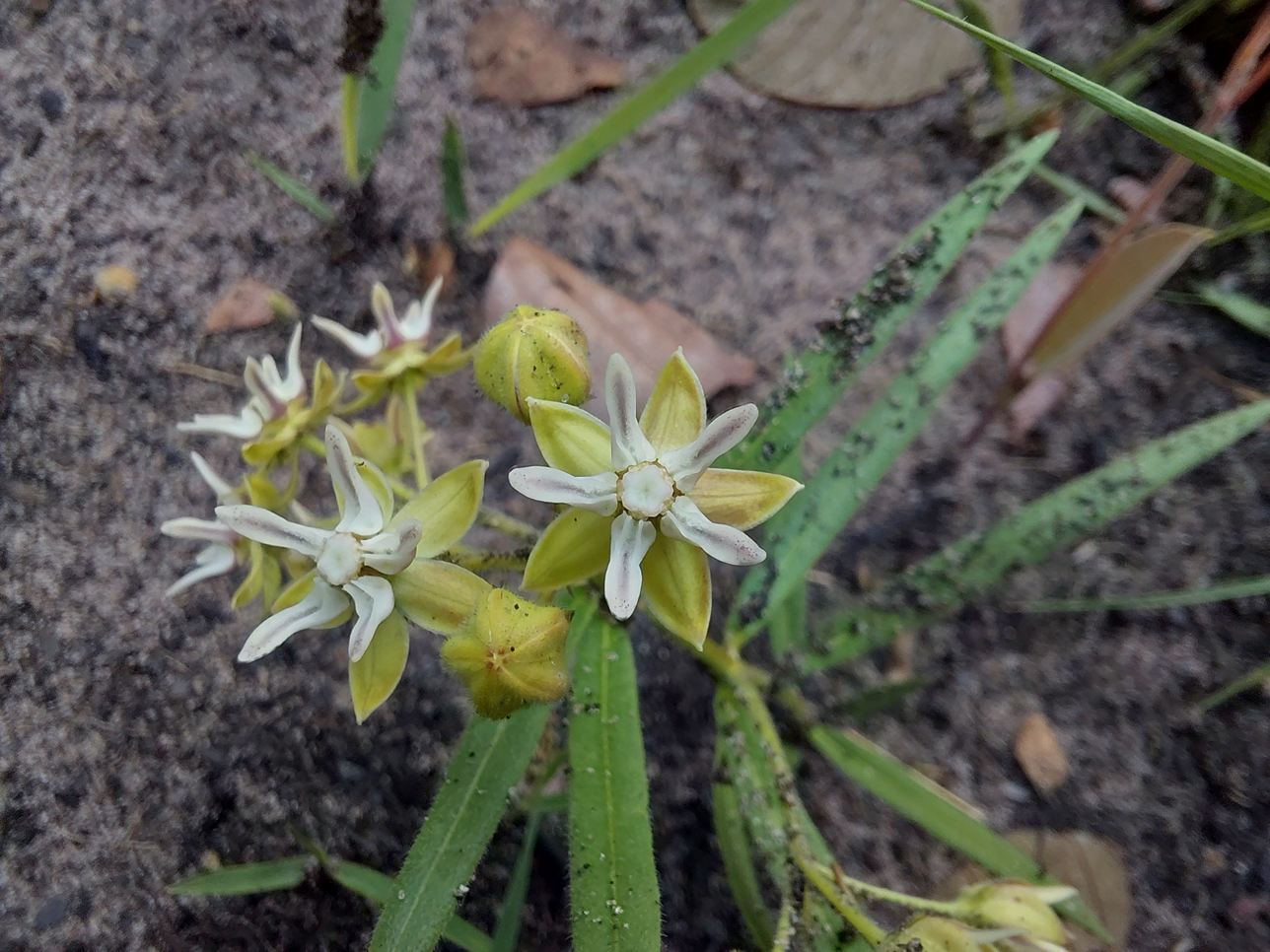 Asclepias grandirandii