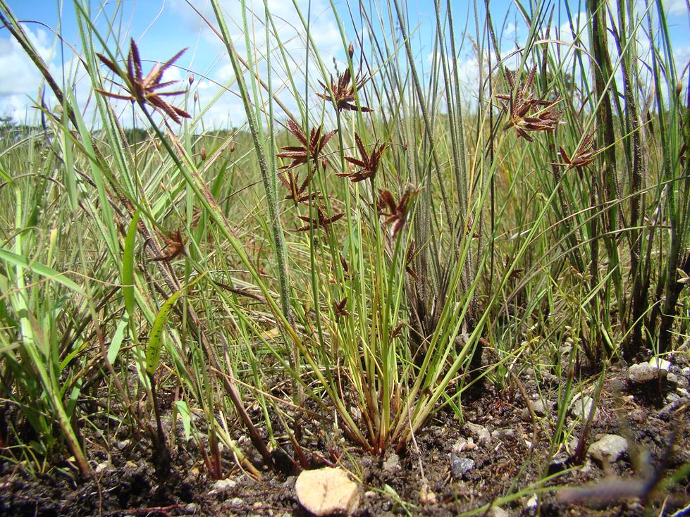 Pycreus capillifolius