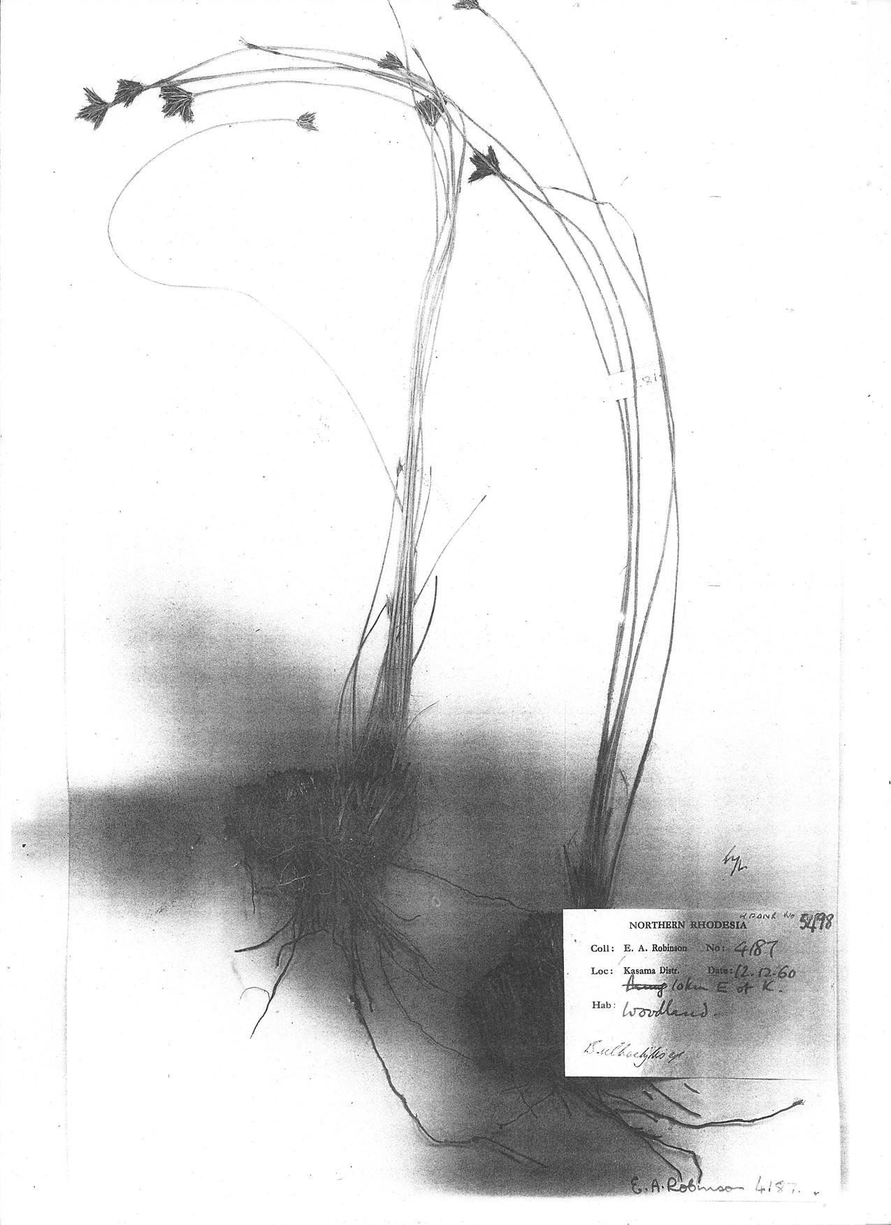 Bulbostylis igneotonsa