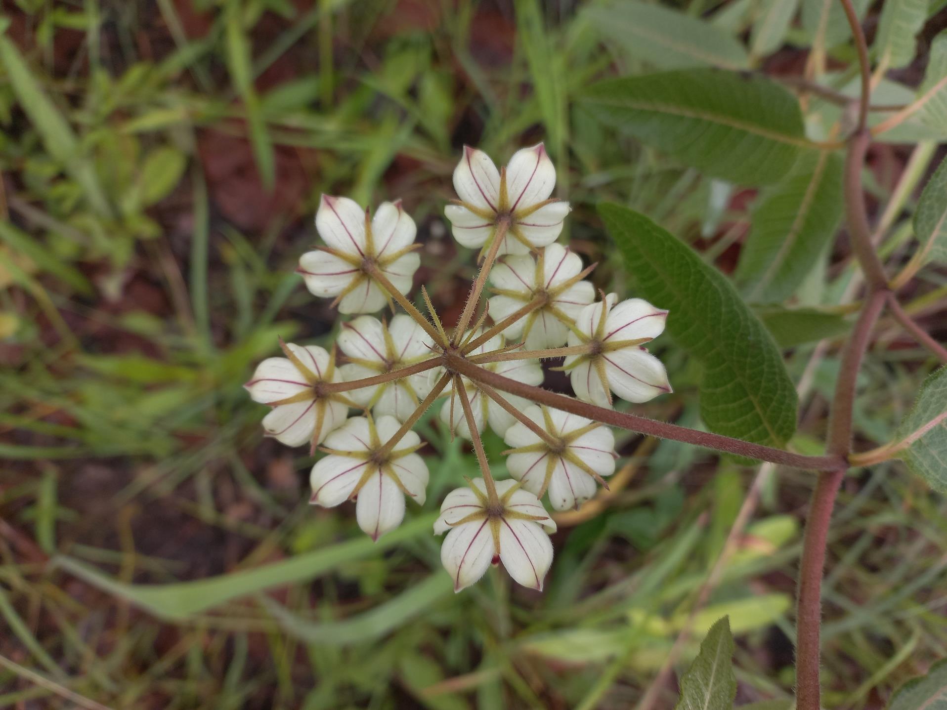 Pachycarpus lineolatus Pachycarpus lineolatus