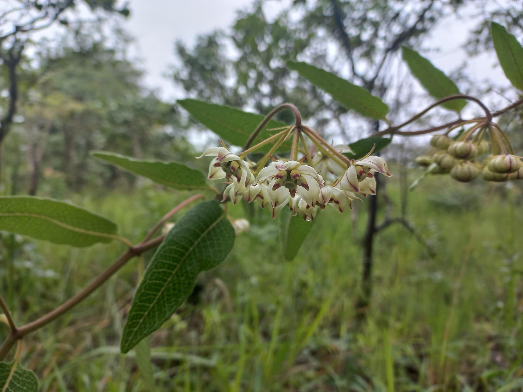 Pachycarpus lineolatus Pachycarpus lineolatus