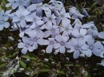 Buchnera prorepens