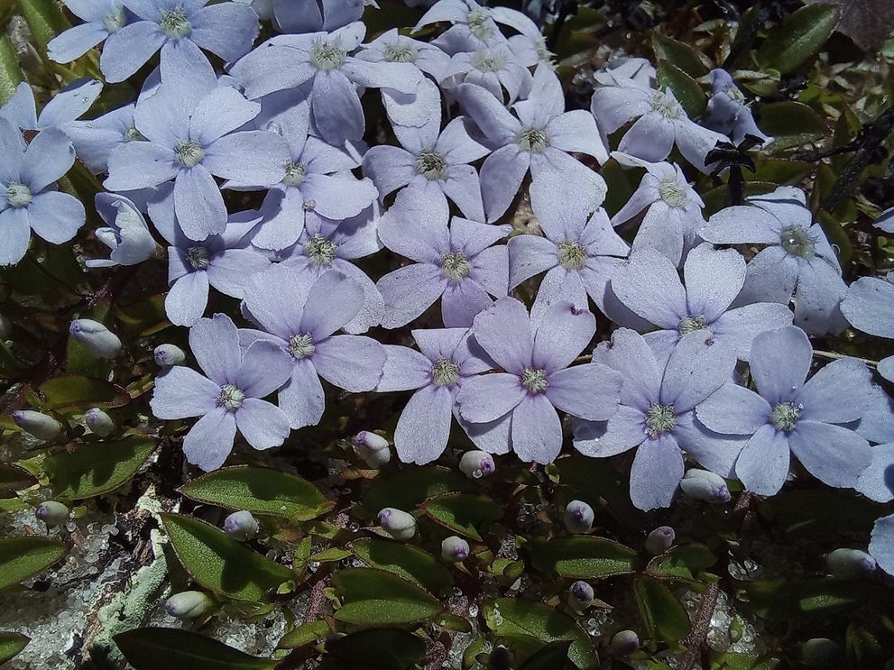 Buchnera prorepens