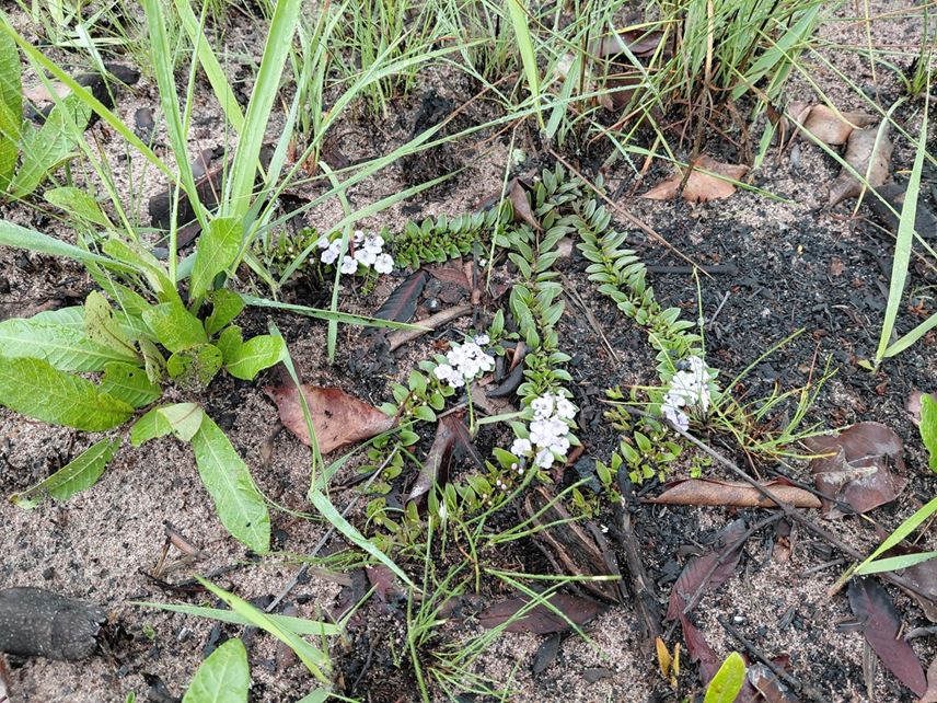 Buchnera prorepens