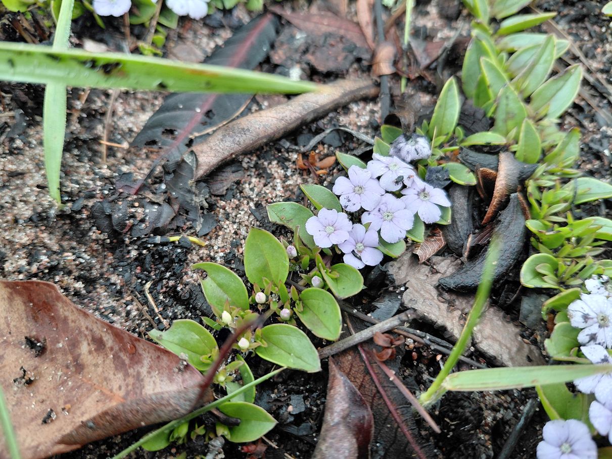 Buchnera prorepens
