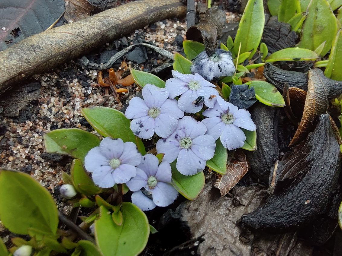 Buchnera prorepens