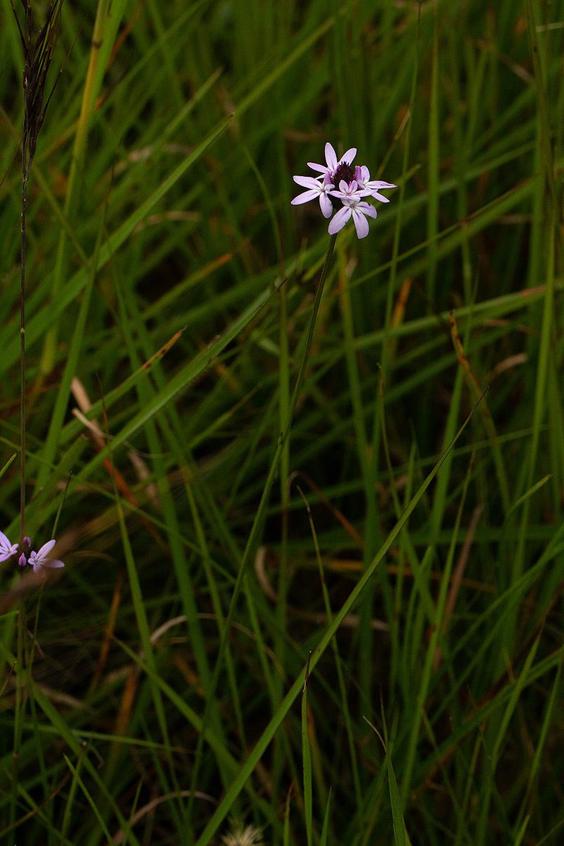Buchnera quadrifaria