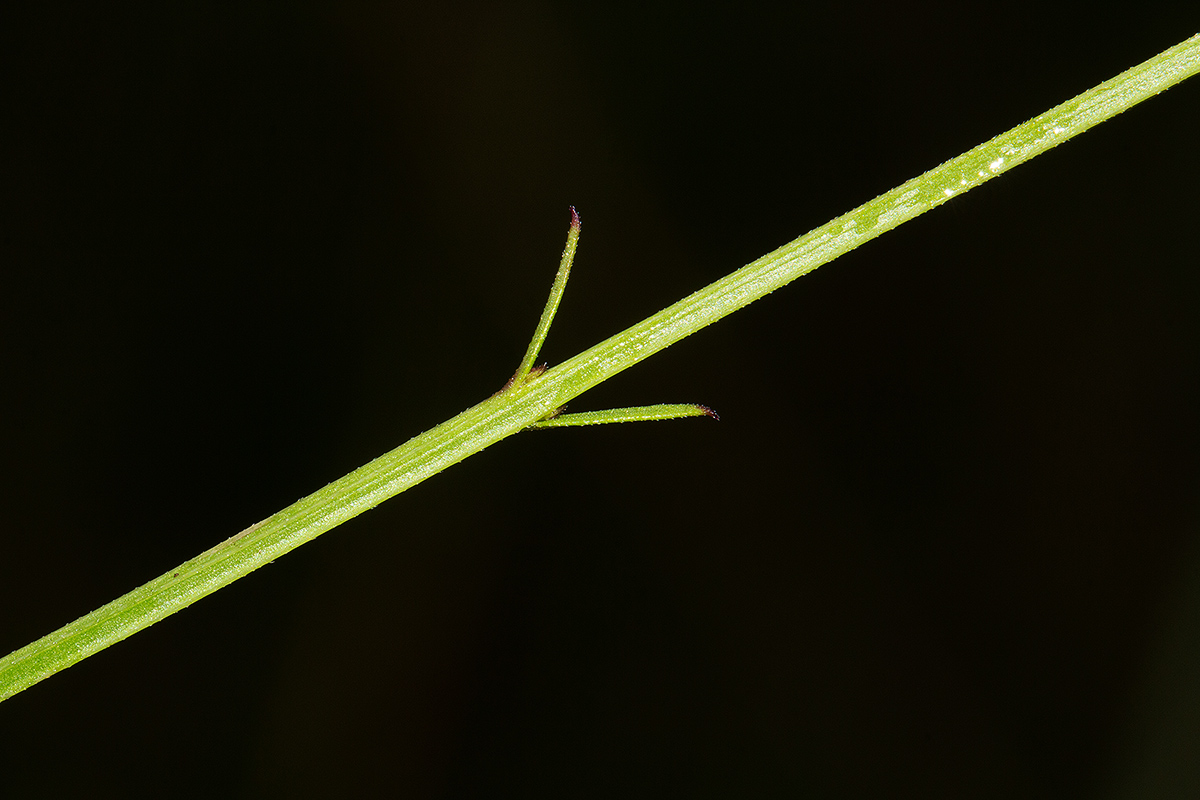 Buchnera quadrifaria