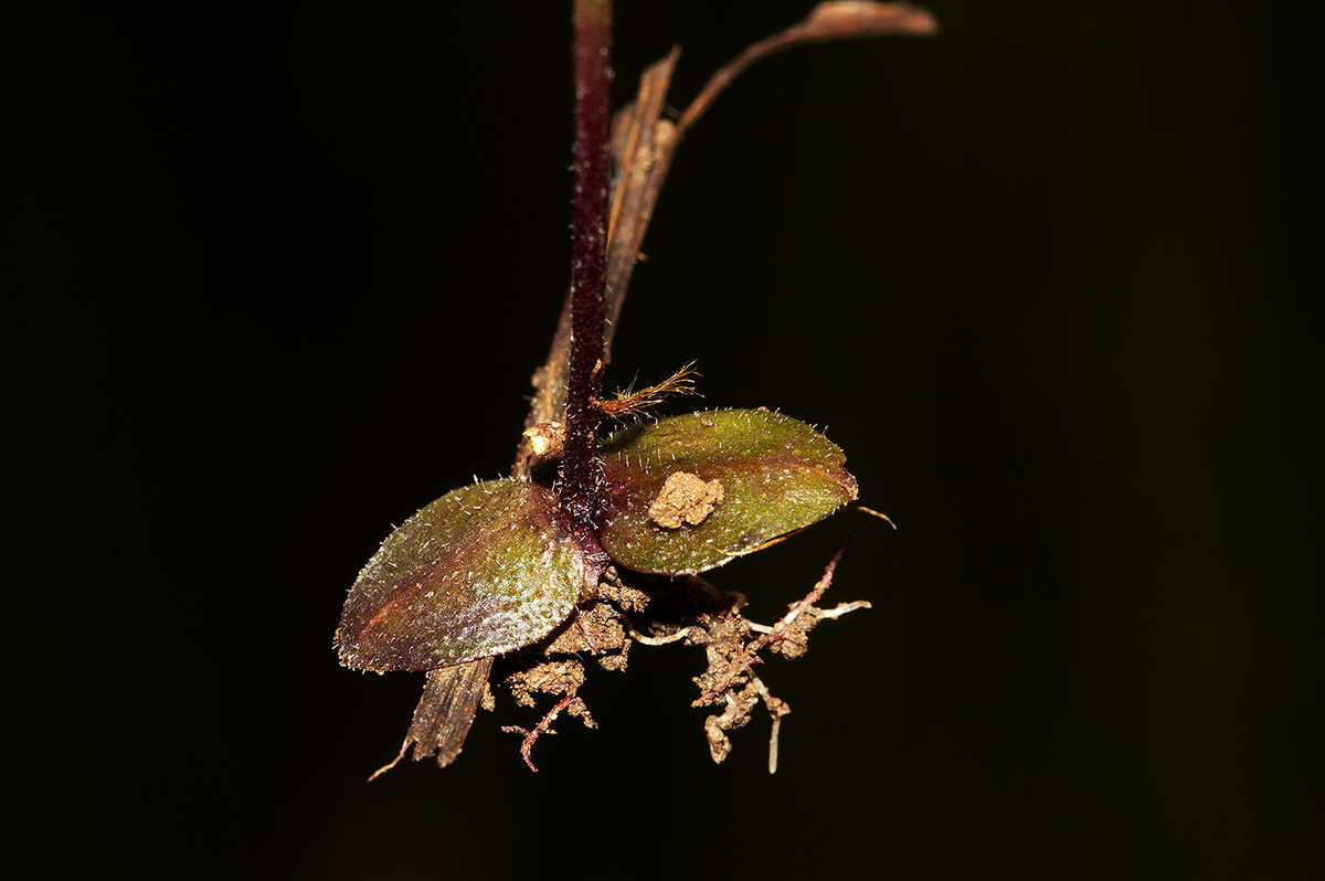 Buchnera quadrifaria