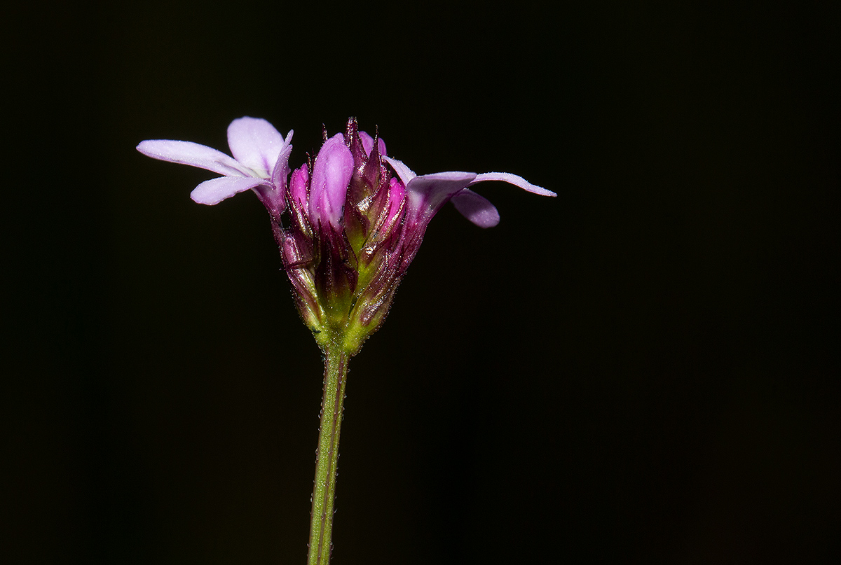 Buchnera quadrifaria