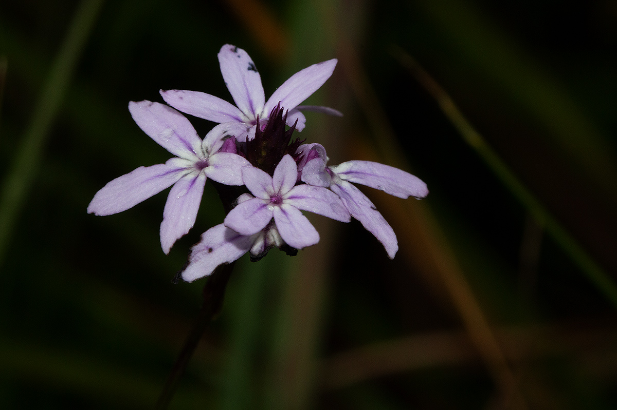 Buchnera quadrifaria