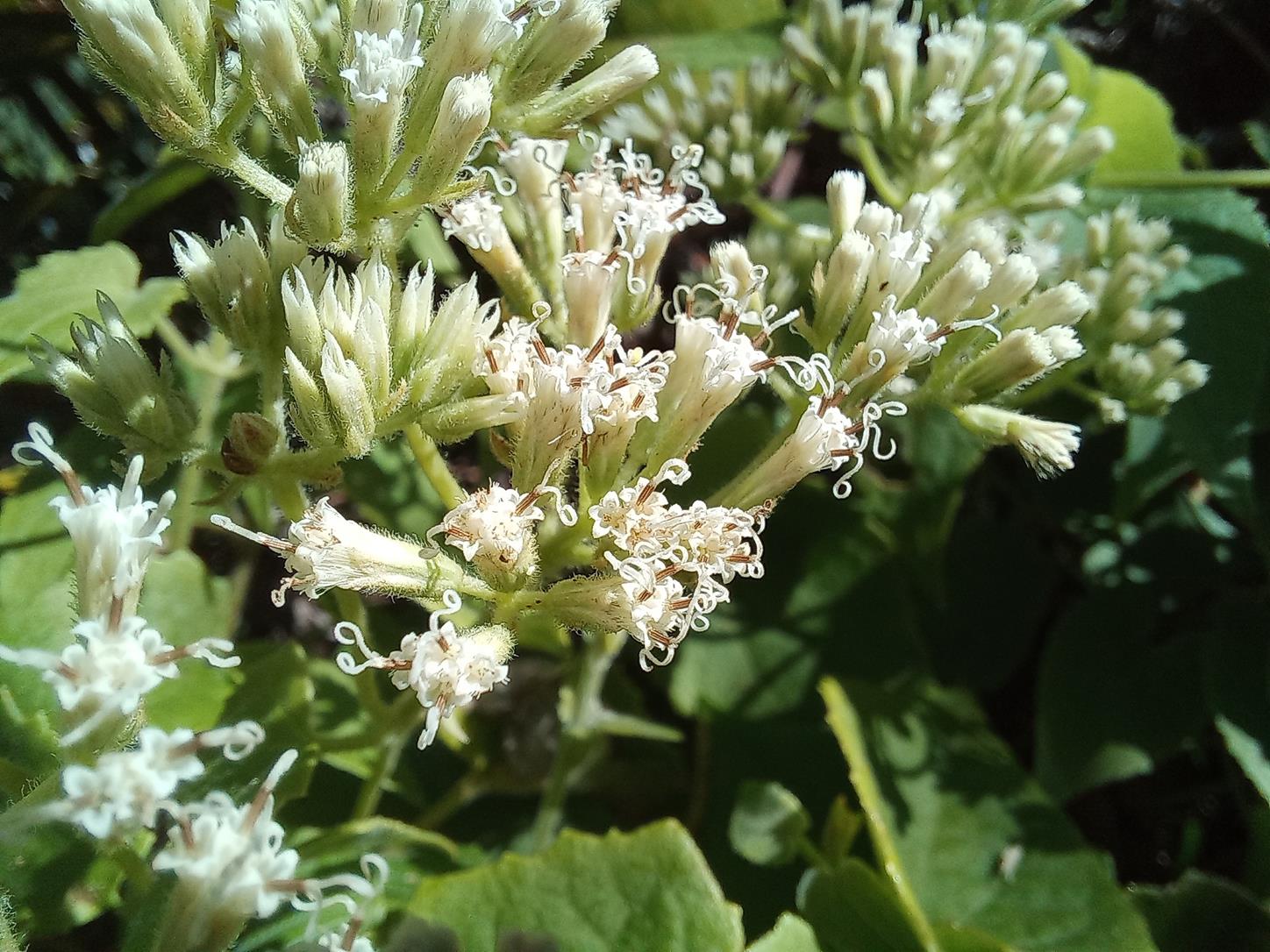 Mikania chenopodiifolia Mikania chenopodiifolia