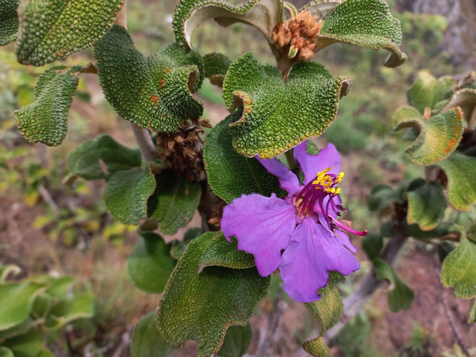 Dissotis lanata Dissotis lanata