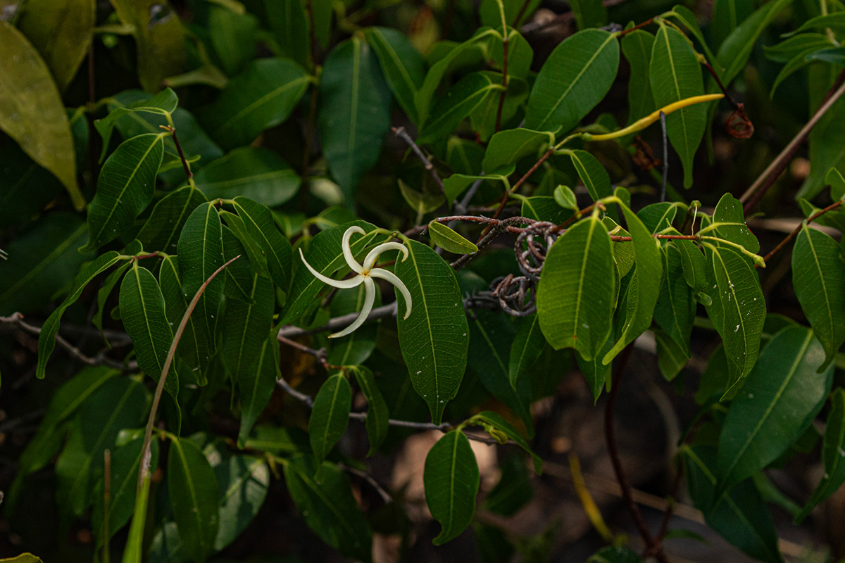Landolphia camptoloba